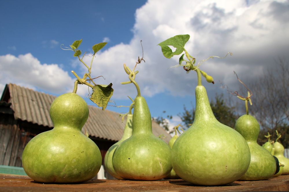 Перелетные тыквы