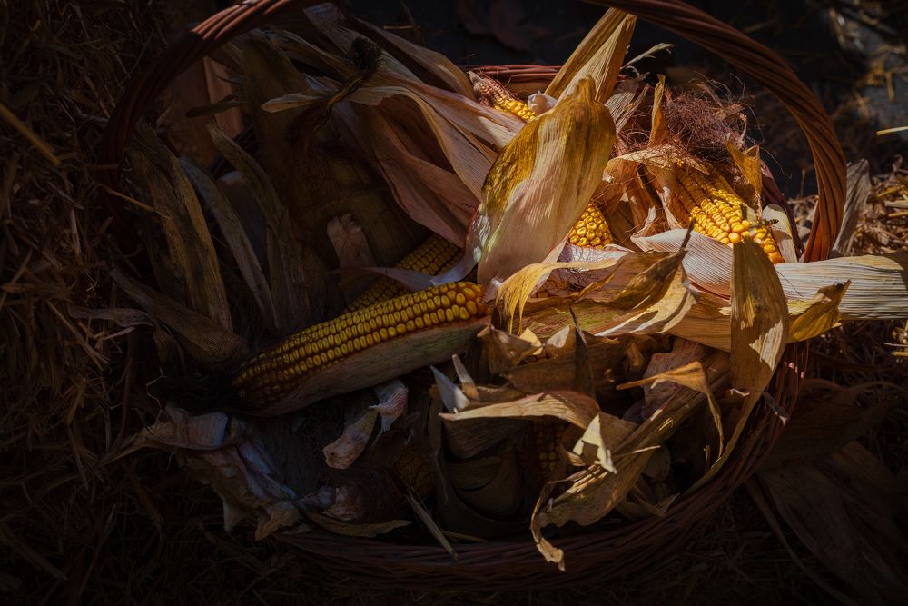 Фотография автора Дмитрий Referee