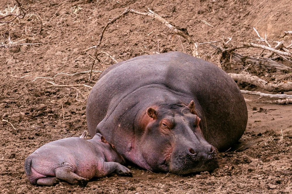 Photograph by Antony Trivet