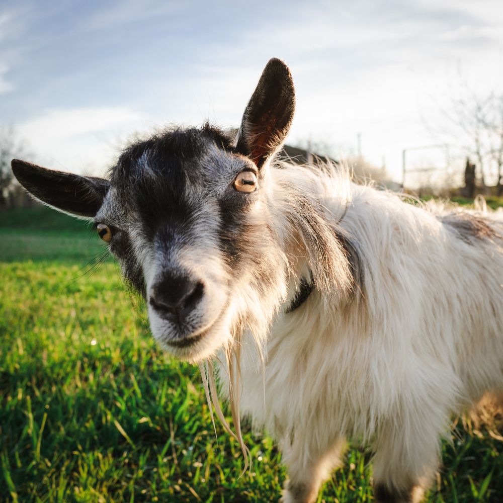 Photograph by Алла Ковалева