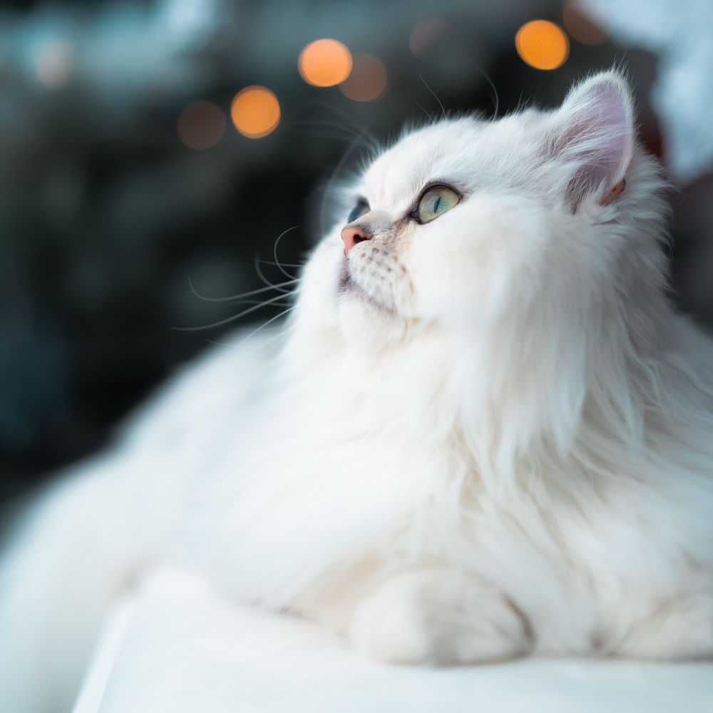 Photograph by Алла Ковалева