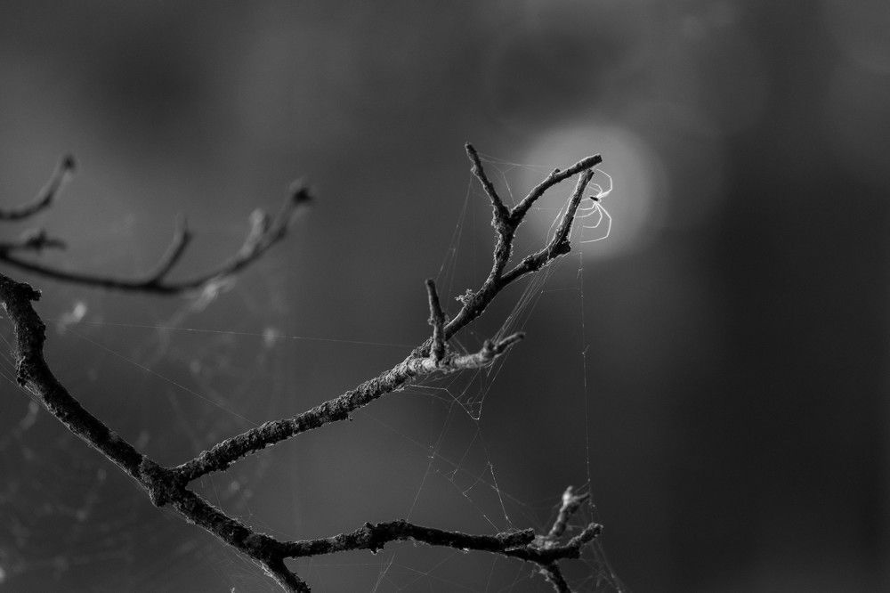 Spider silhouette