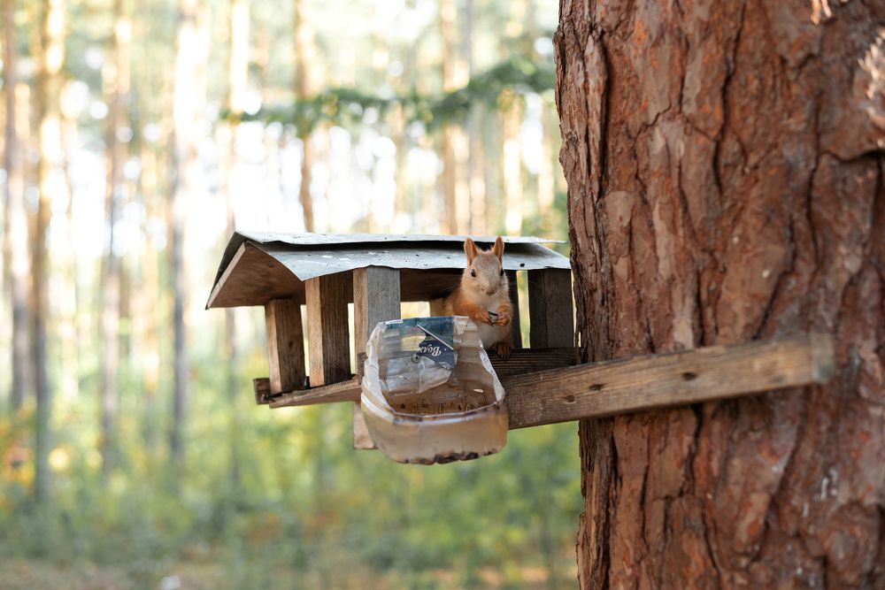 Photograph by Виталий Бжицких