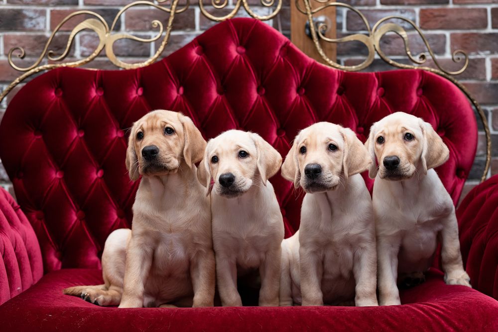 Photograph by Виталий Бжицких