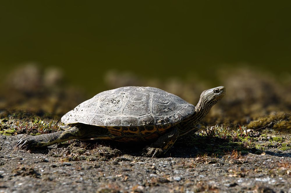 Photograph by Дашдемир Мамедов