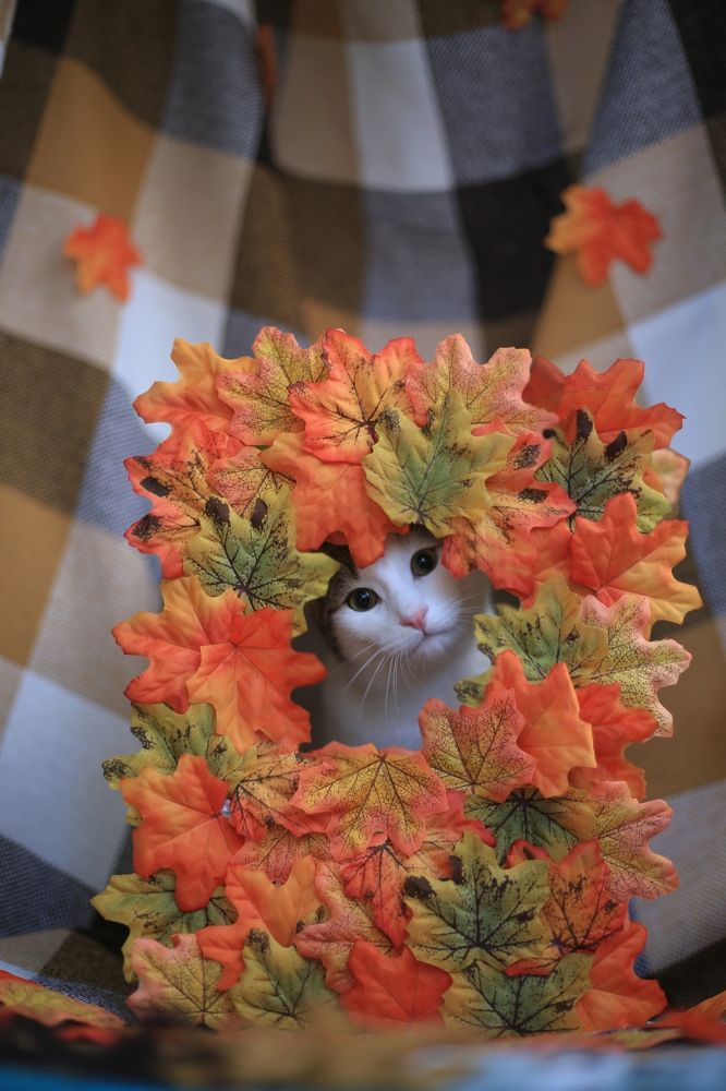 Photograph by Львица Катюша