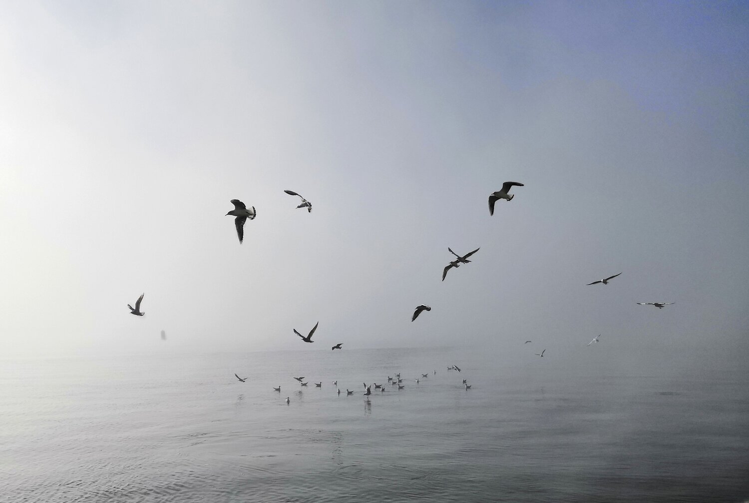 Photo #9817792