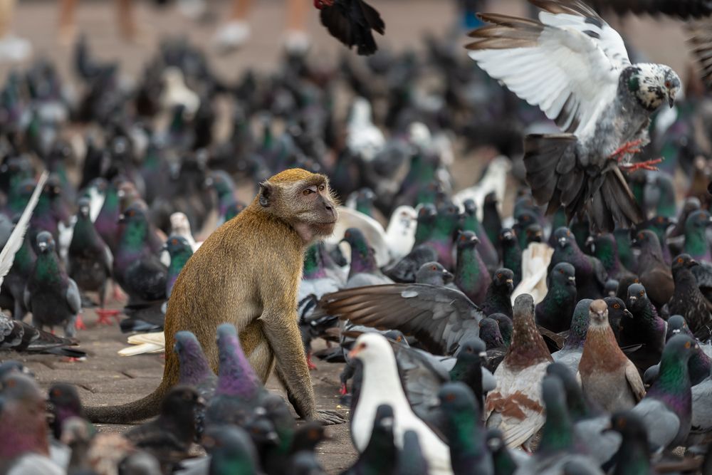 Photograph by Bruno Ribeiro