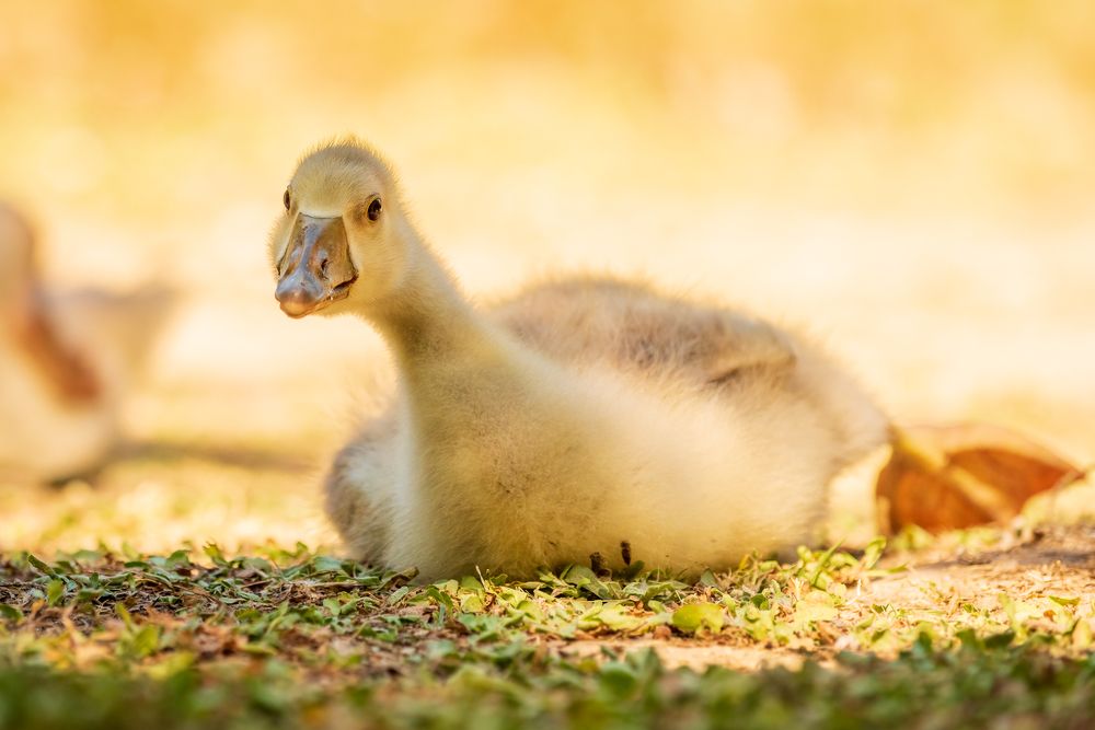 Photograph by Bruno Ribeiro