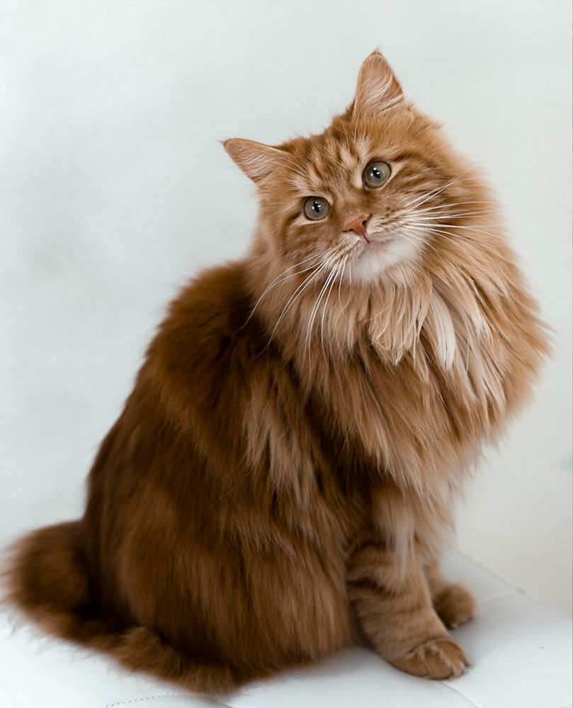 Photograph by Елена Куртеева