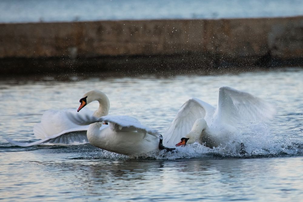 Photograph by Мария Мостипака
