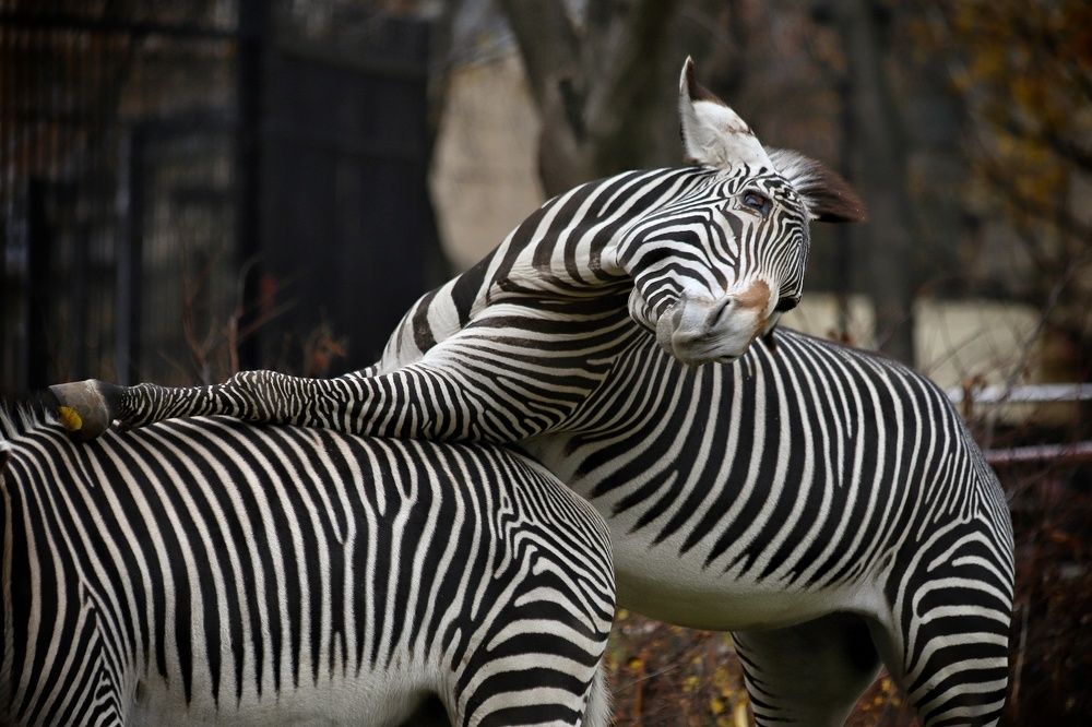 Я у мамы балерина)