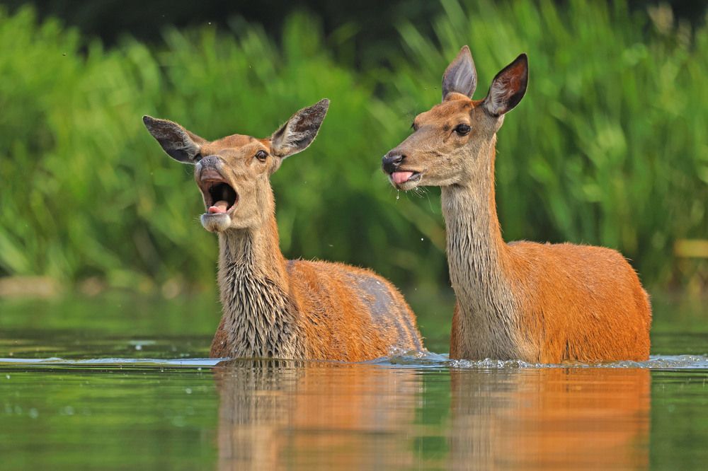 Funny female deers