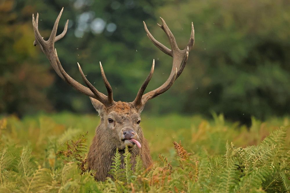 Funny deer shows tongue
