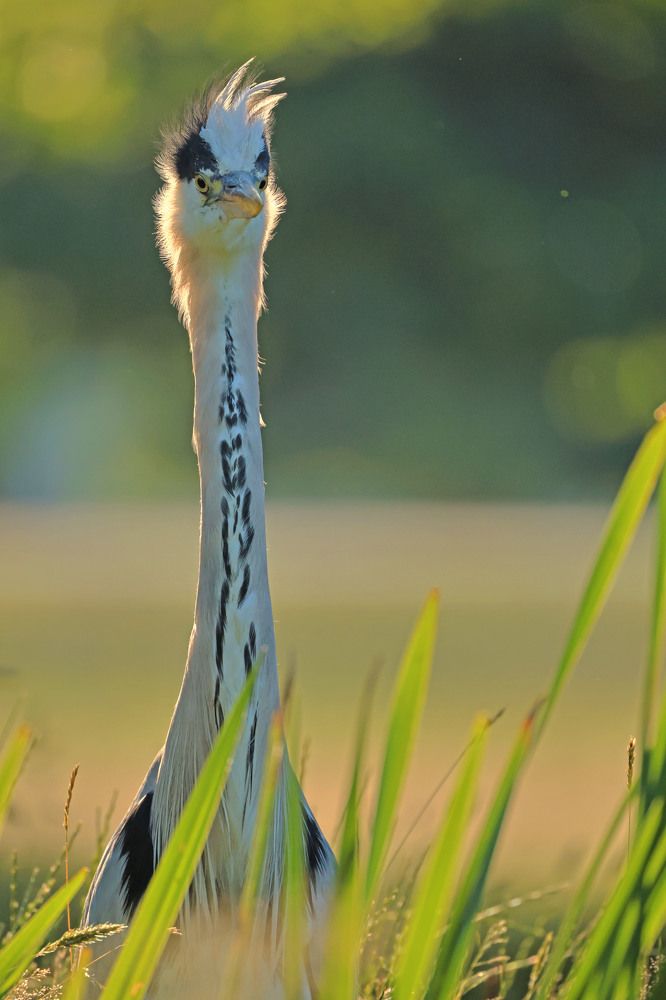 Punk, Funk and Rockenroll