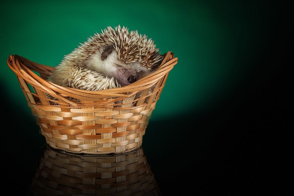 Photograph by Максим Кукурунд