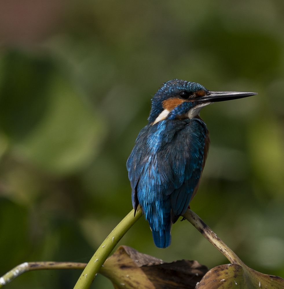 Photograph by mantosh kumar