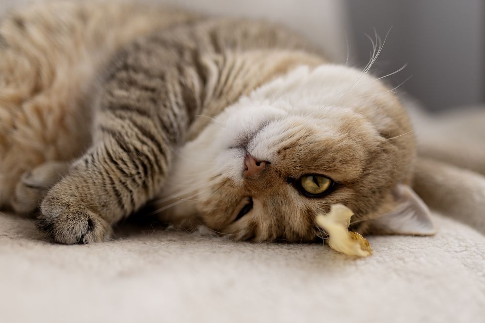 Photograph by Мария Кислякова