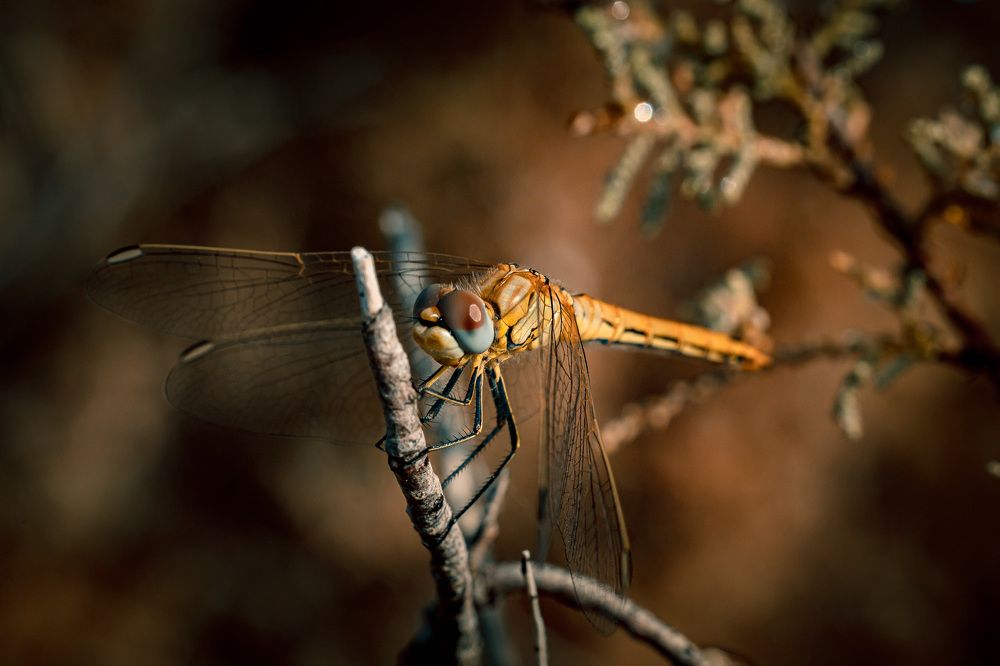 Photograph by Mostafa Bahnasy