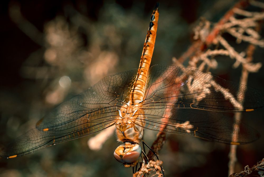 Photograph by Mostafa Bahnasy