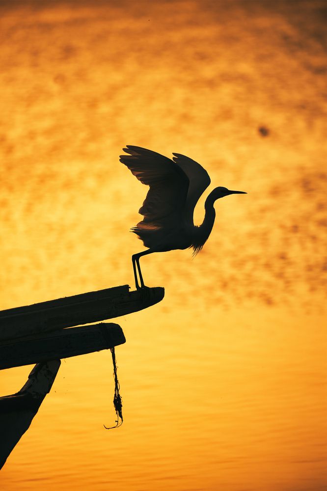 Photograph by Mostafa Bahnasy