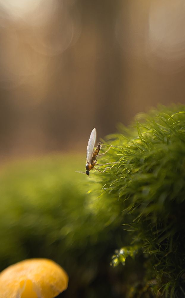 Фотография автора Геннадий Ломеко
