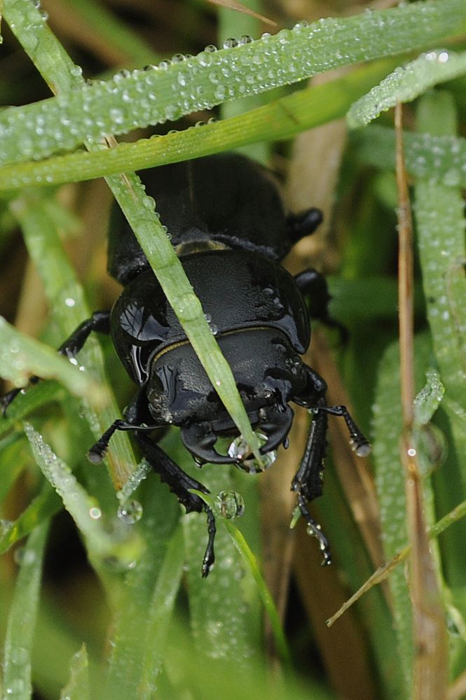 Фотография автора Николай Семенец