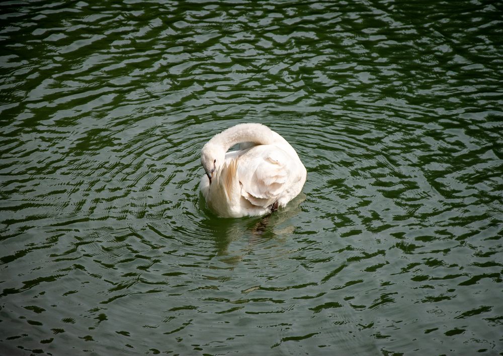 Photograph by Karolina Navodnik