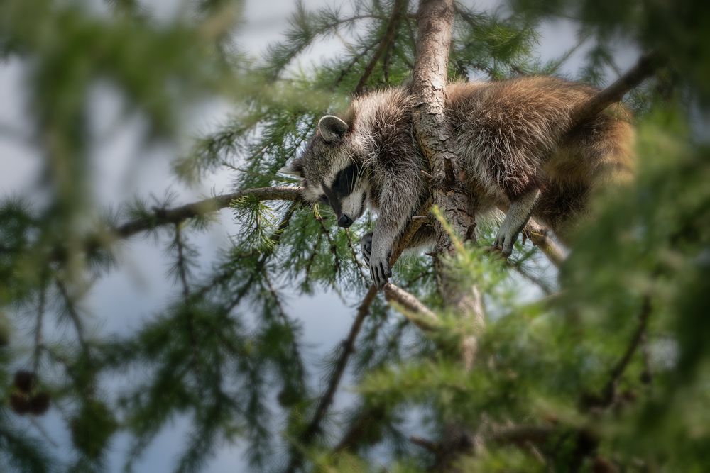 Елочные игрушки