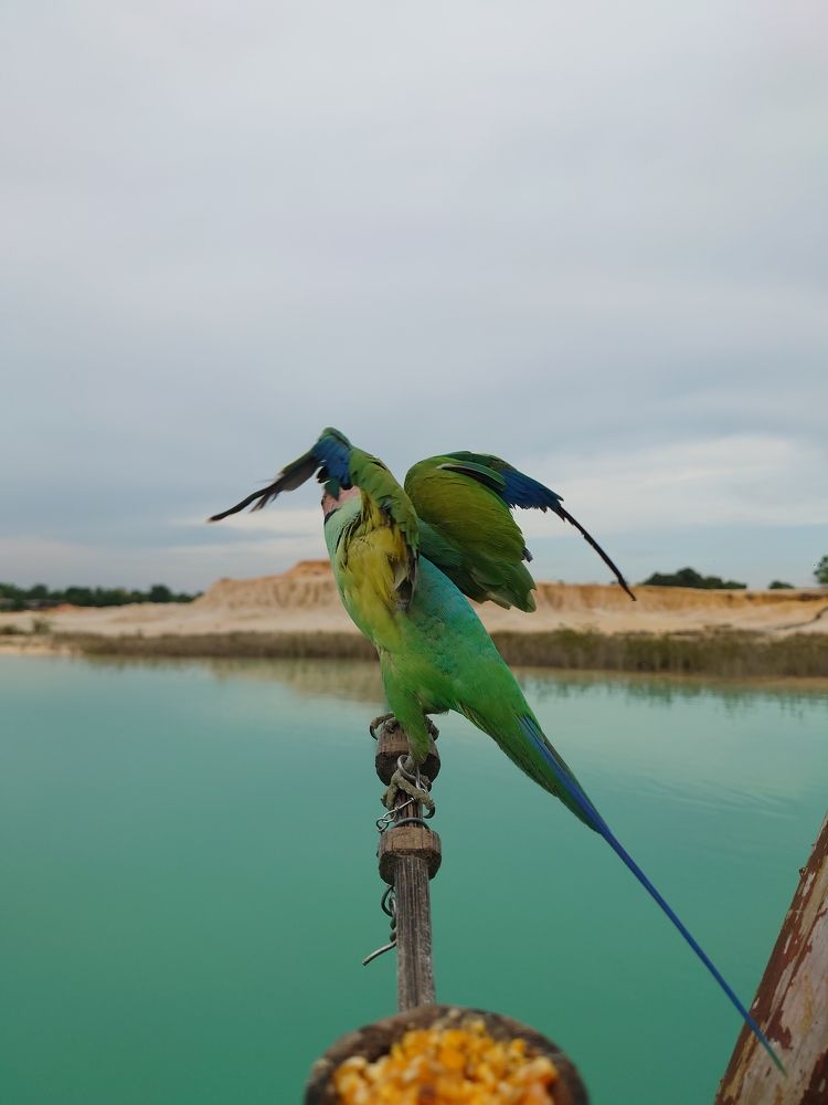 Burung Nuri