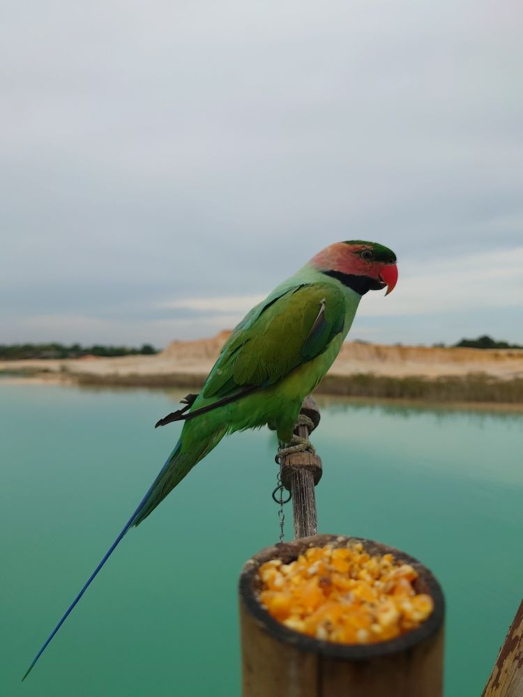 Photograph by Nicolas Salenussa