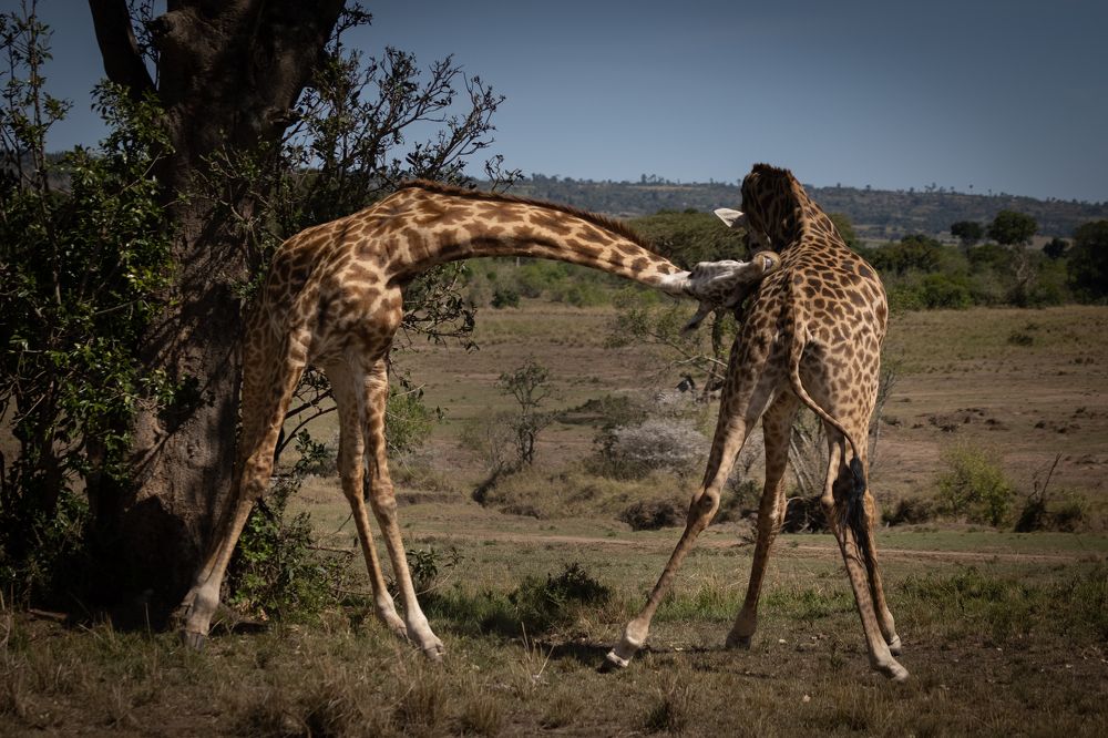 Photograph by Bevzenko Roman