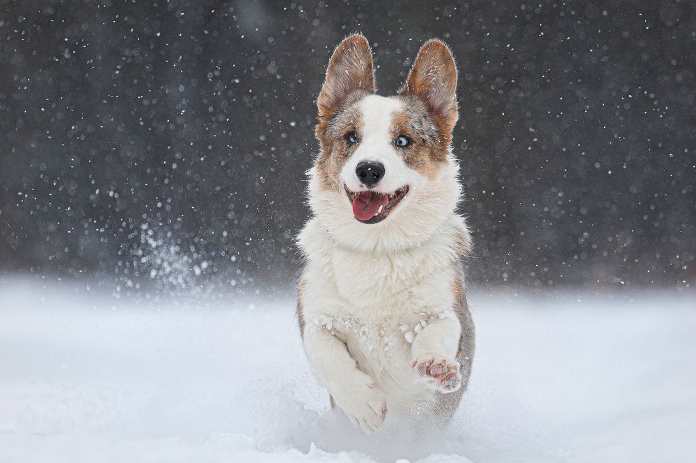 Photograph by Maria Komratova