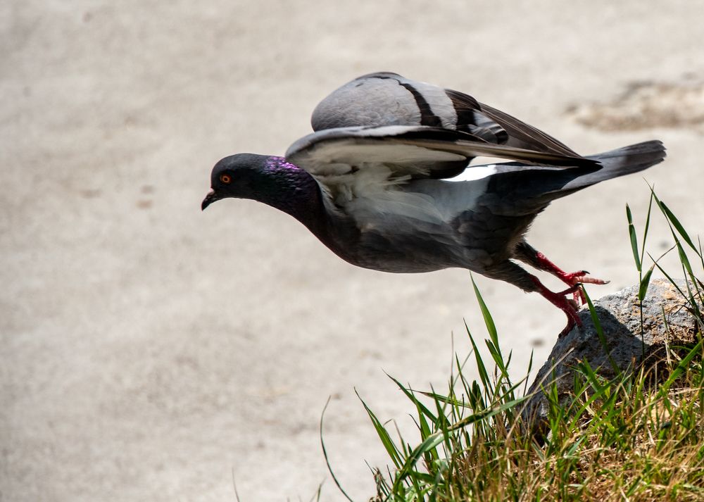 Photograph by Karolina Navodnik