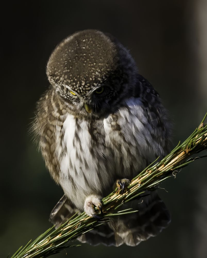 Фотография автора Михаил Ездаков