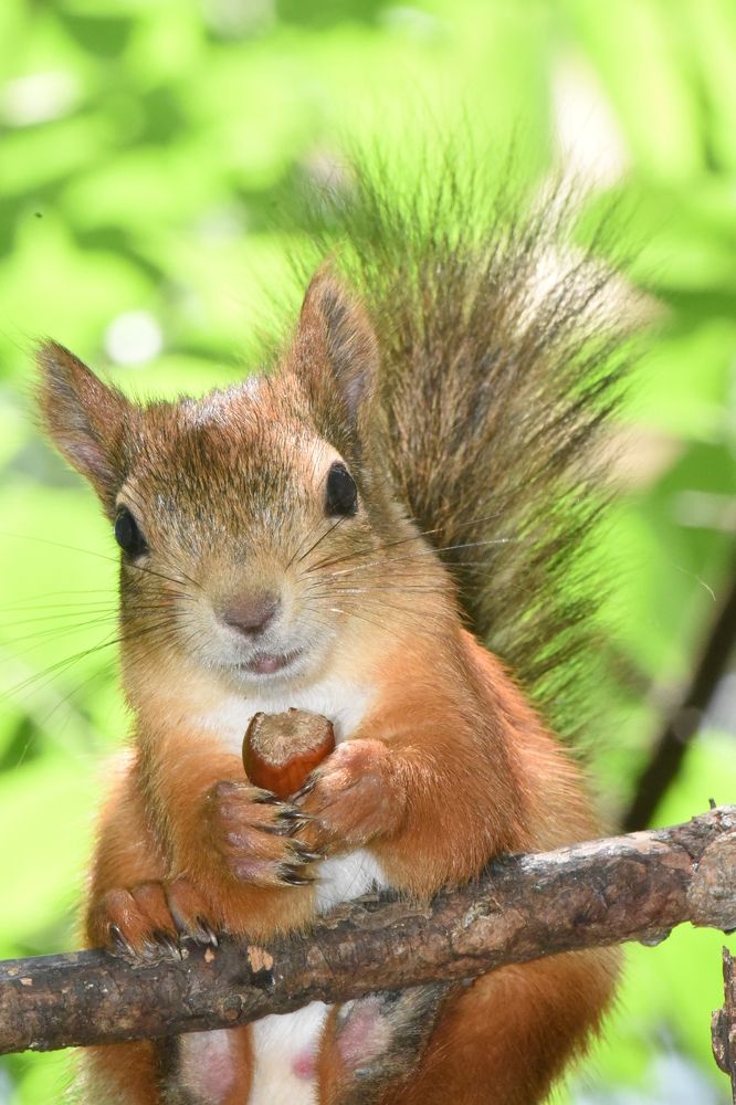 Фотография автора Сергей Чесноков