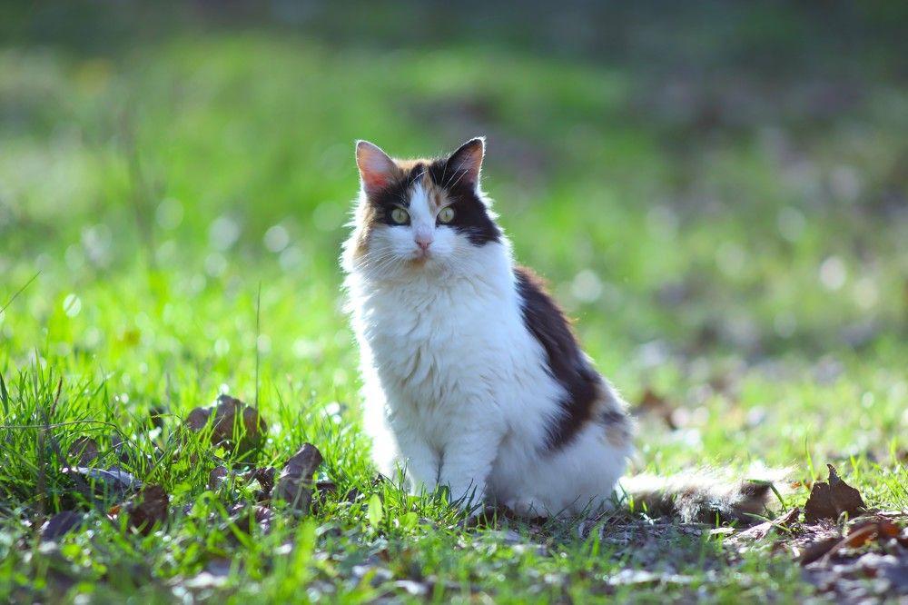 Фотография автора Михаил Лупина