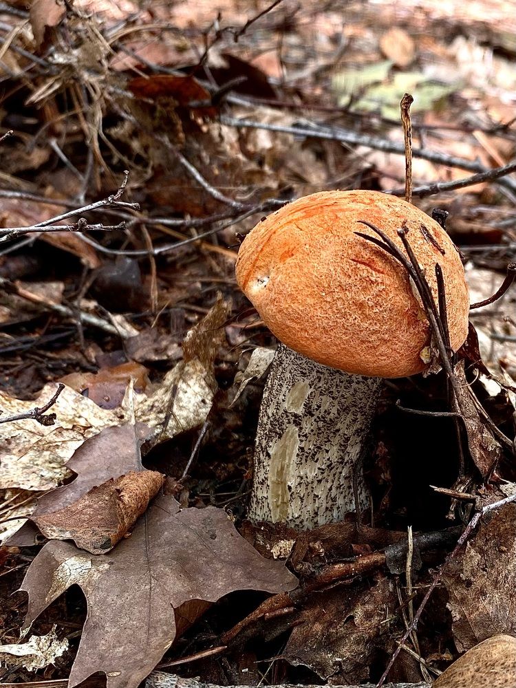 Фотография автора Светлана Герасимук