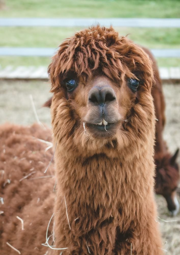 "Обоятельный"