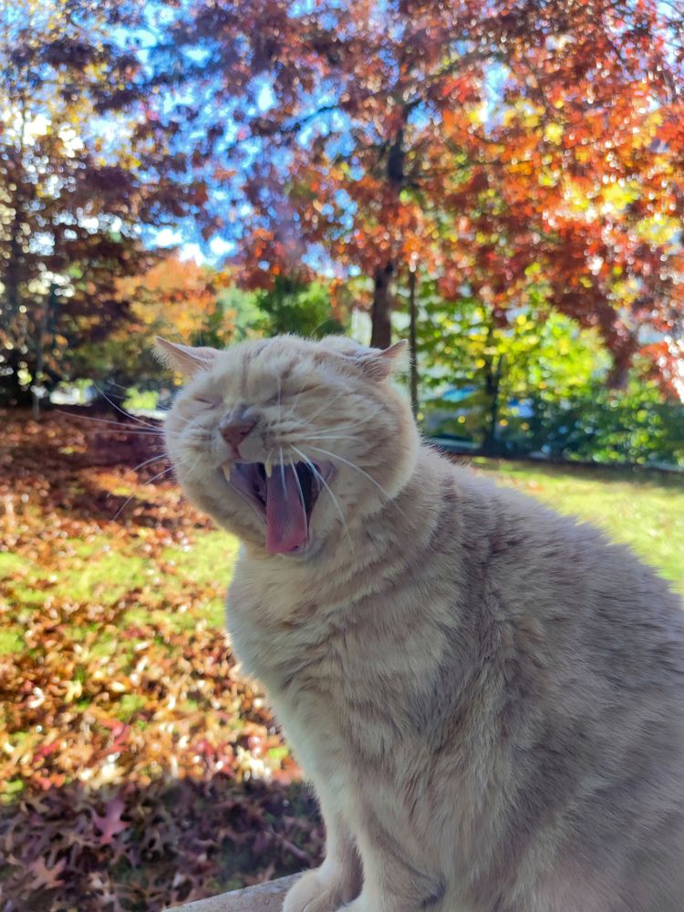 Photograph by Аlina BRAZIUL