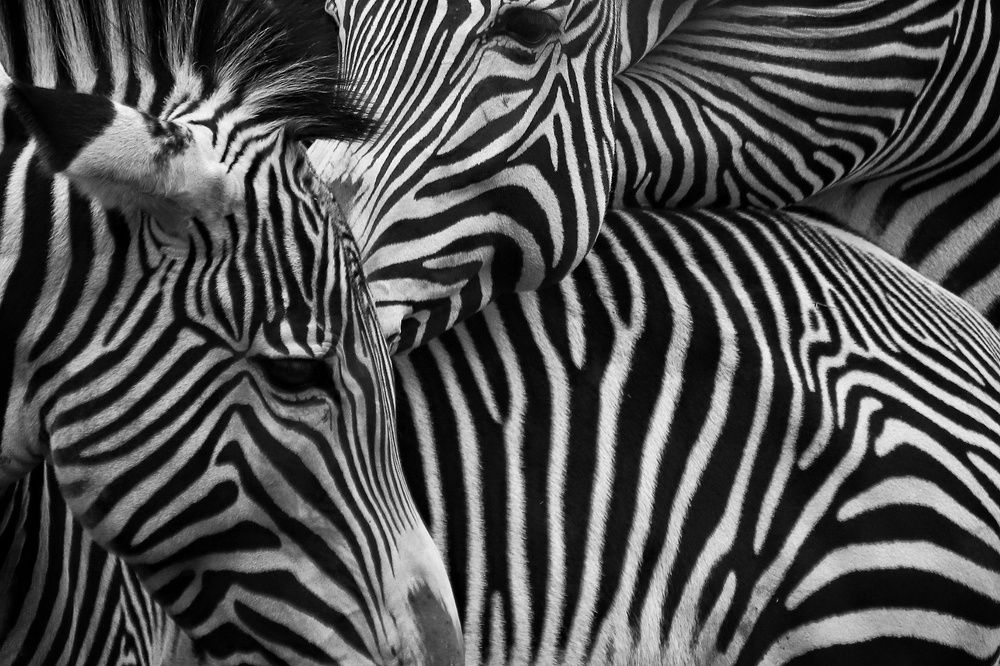 Фотография автора Елена Кириллова