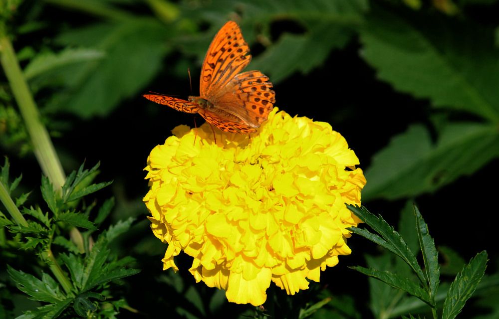 Photograph by Скорняков