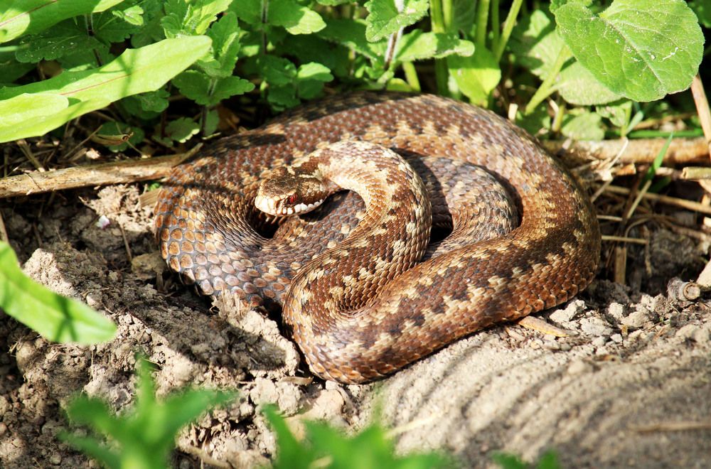 Photograph by Скорняков