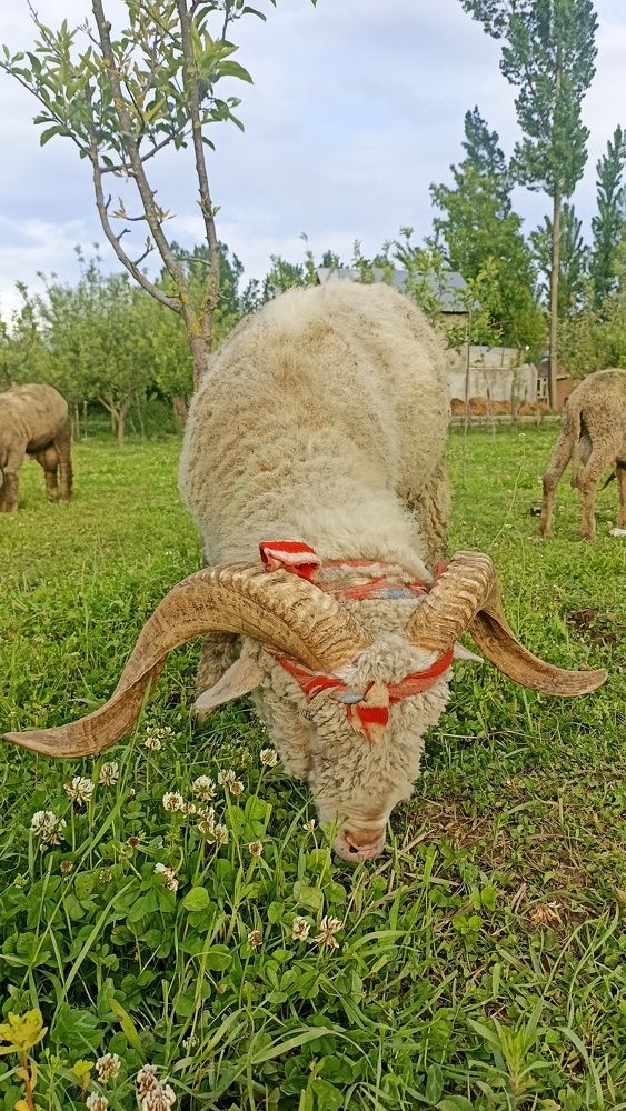 Photograph by Murtaza Rashid