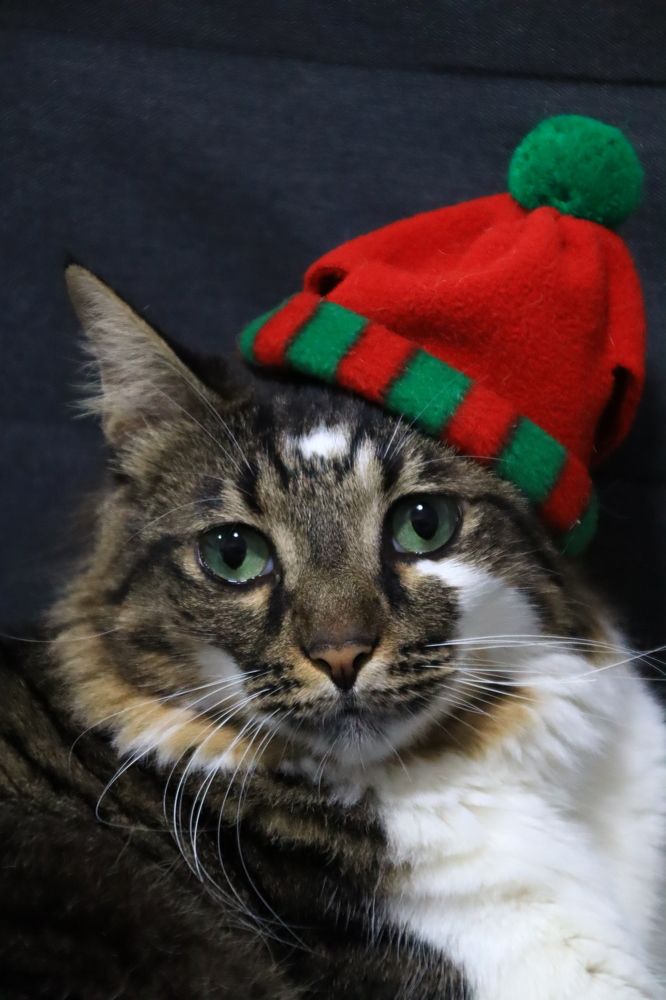 Фотография автора Olga Lavrenchuk