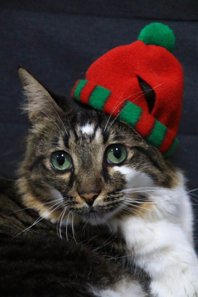 Фотография автора Olga Lavrenchuk