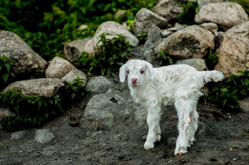 Photograph by Muzaffer Sütlüoğlu