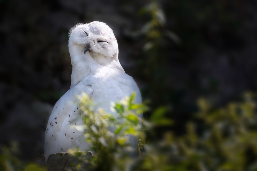 Улыбка полярной совы