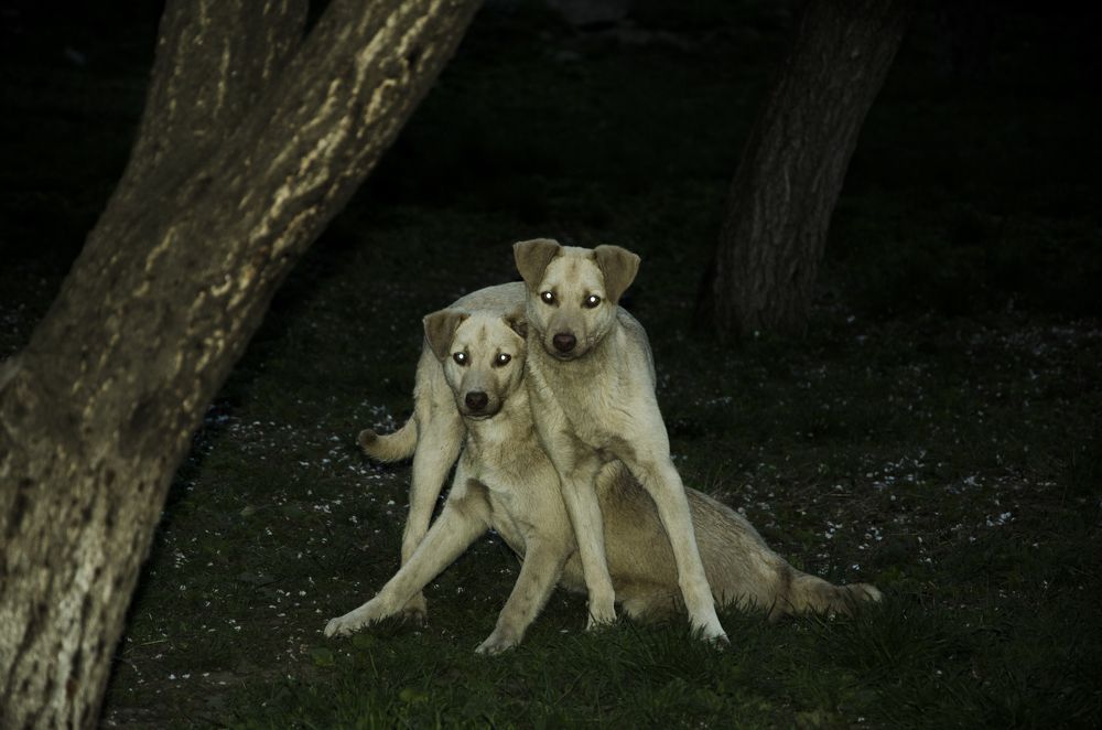 Photograph by Panait Beatrice-Elena