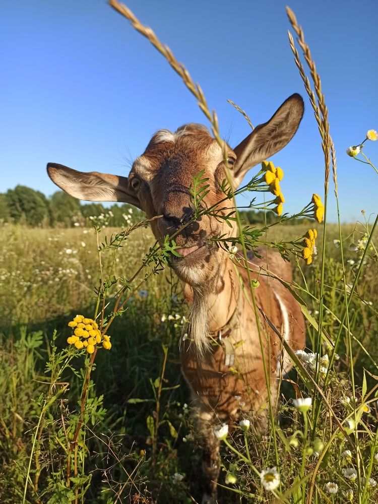 Photograph by Елена Подшевалова